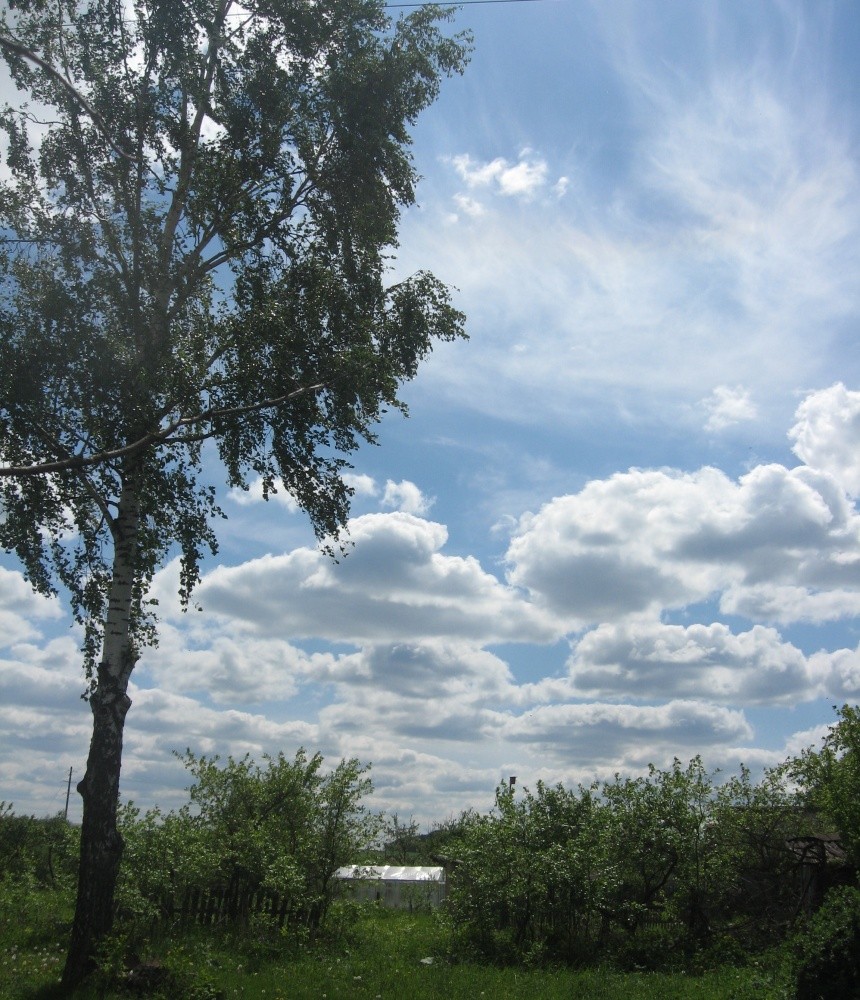 Oooooblaka, Belogrivov Pferde