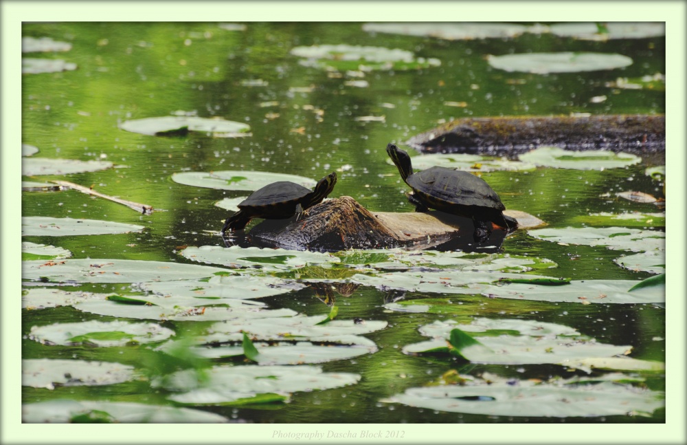 Auf einem Baumstamm :)