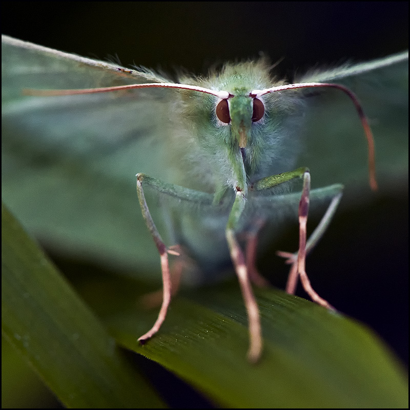 Ich will das Ballett ...