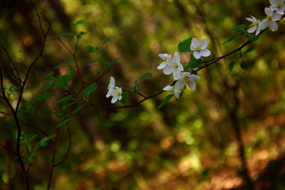 Die Zärtlichkeit des Frühlings