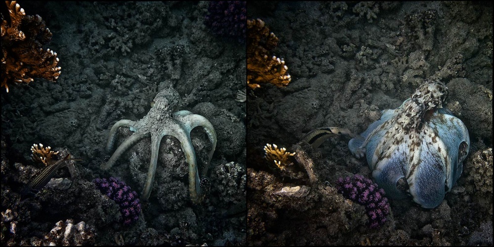 Der König und die Königin in einer Person