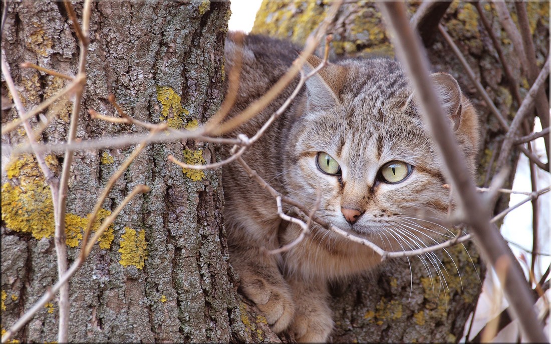 Der Prozess der Spionage