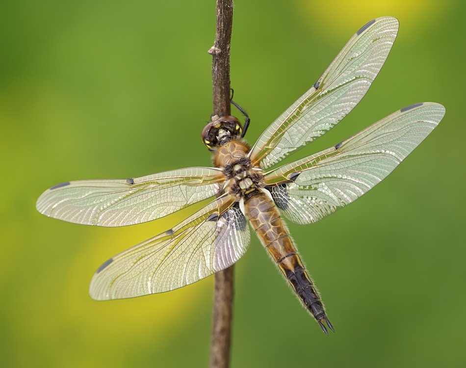 Geburt einer Libelle