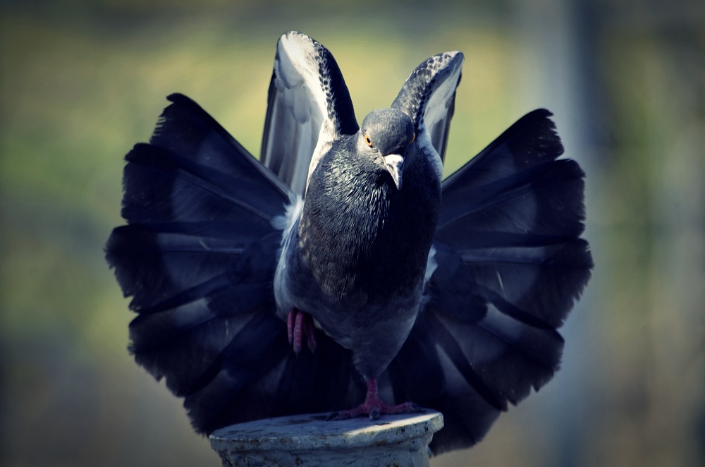 in seiner ganzen Pracht