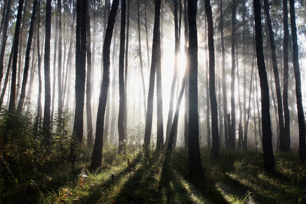 "Morgen Licht im Wald"