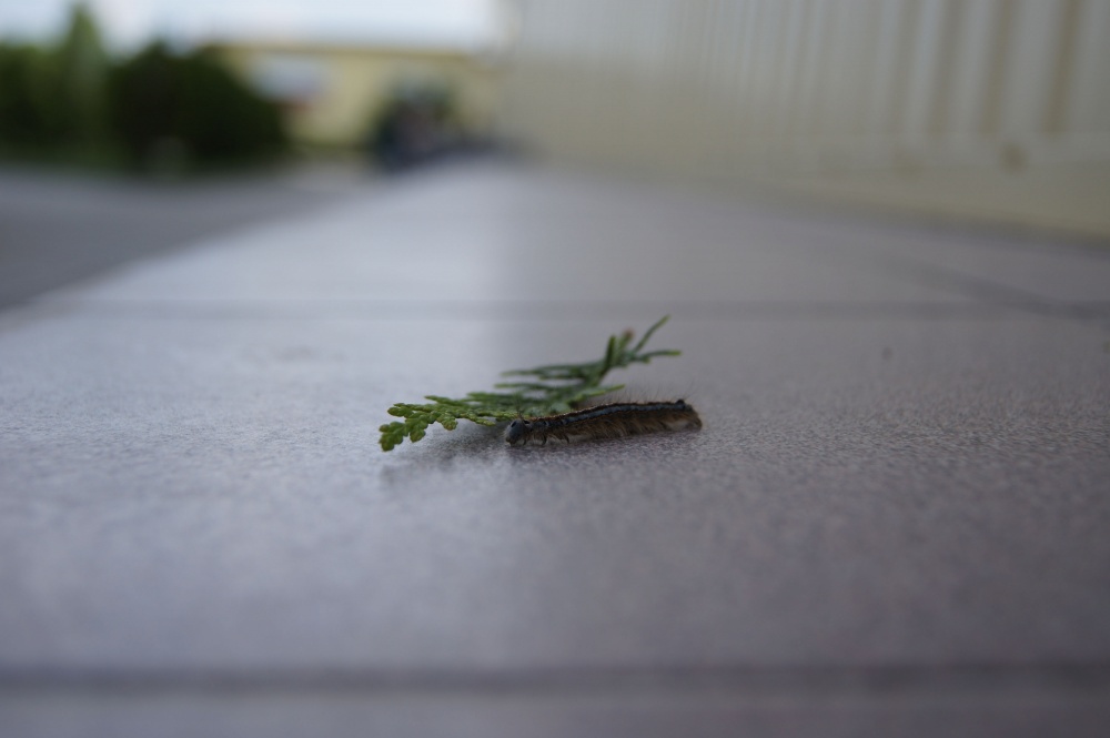 Kuriositäten des Frühlings