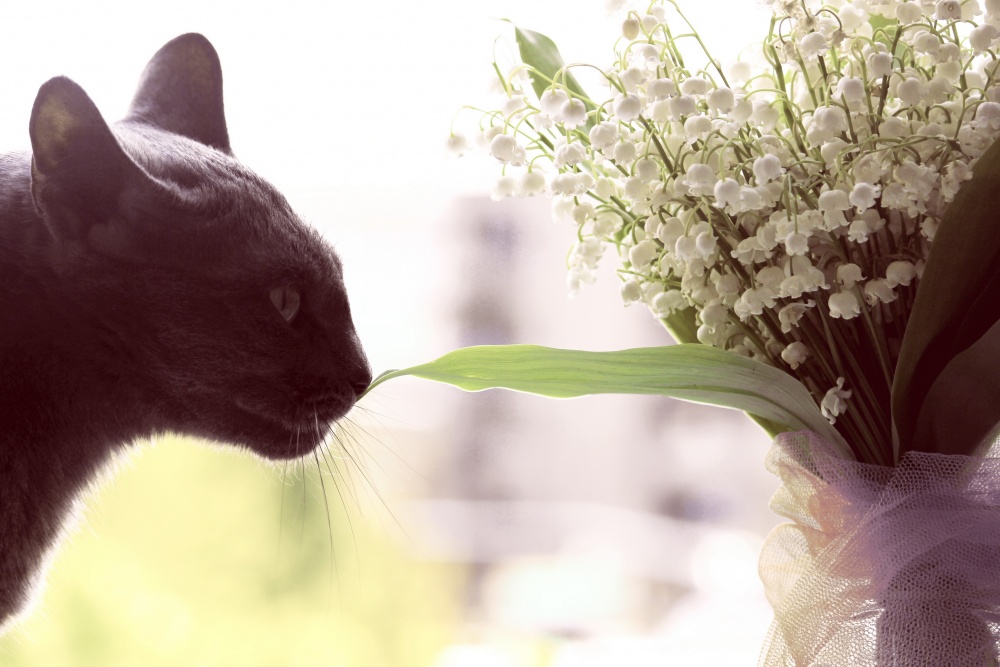 Katze und Blumen