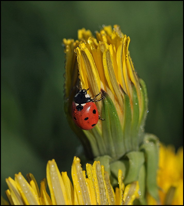 Perle und die Sonne ...