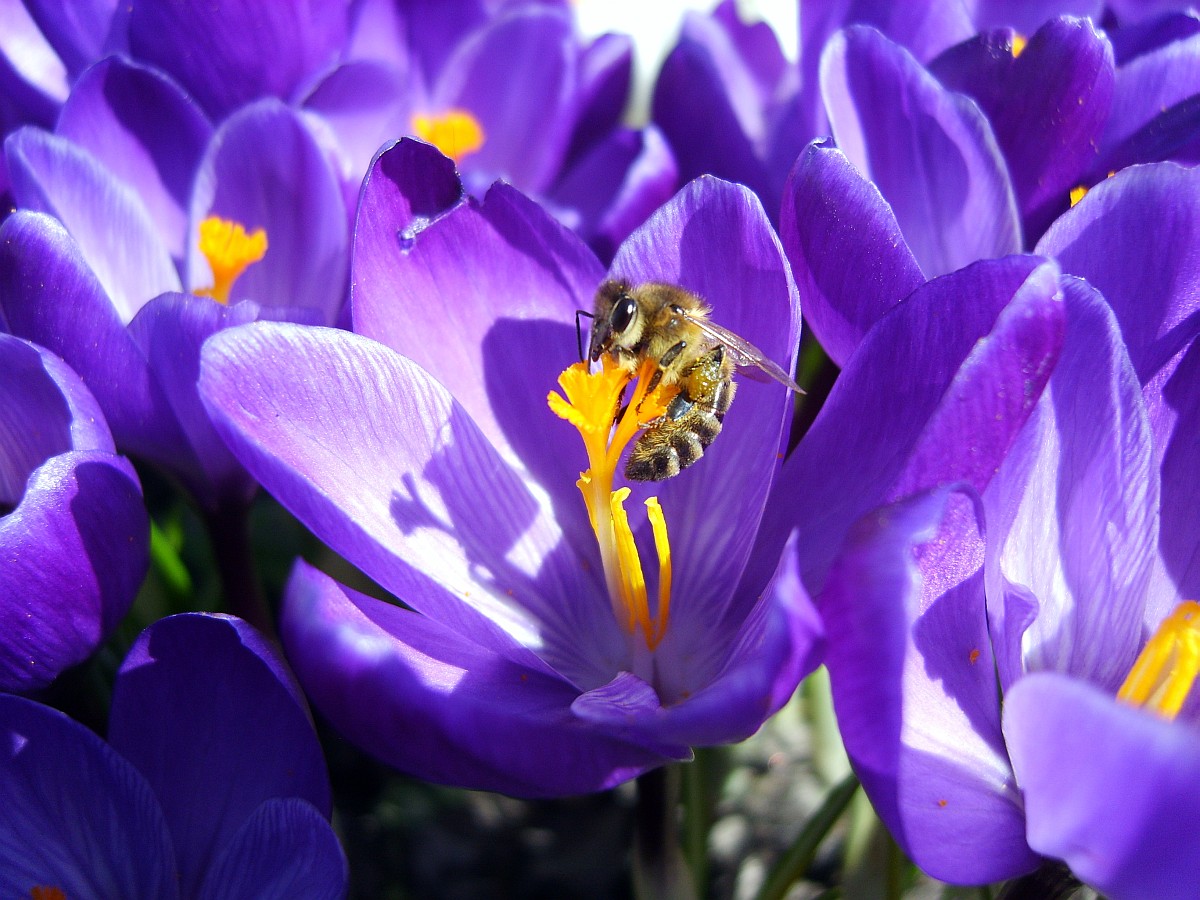 Die Eroberung des gelben oben