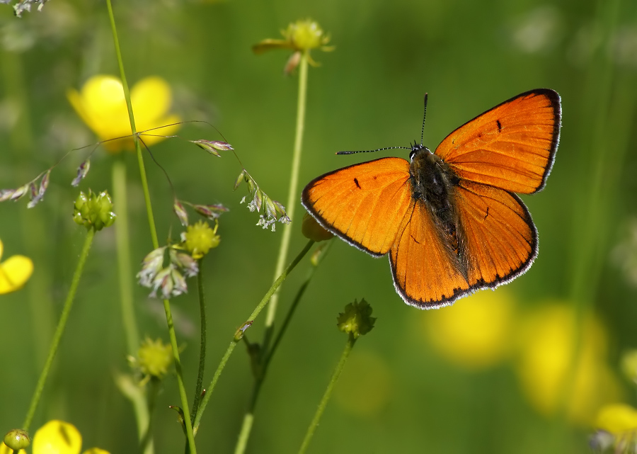 Tscherwonez ungepaarten