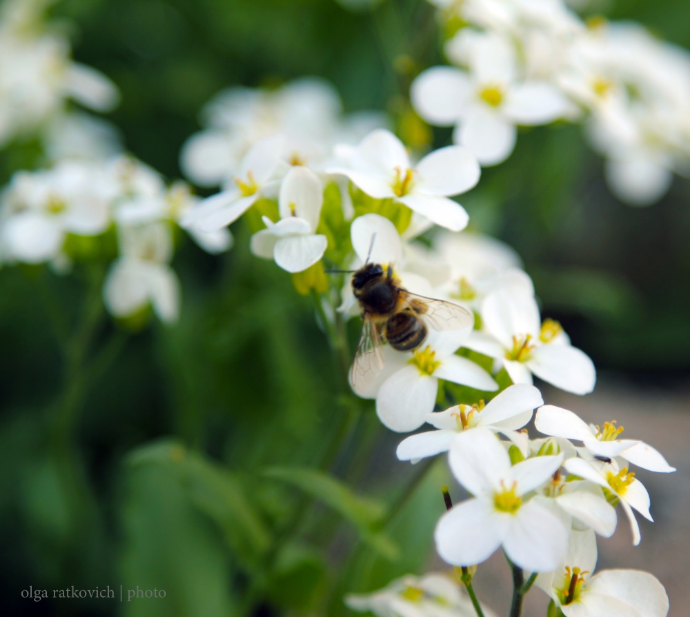 Jagd für die Umsetzung