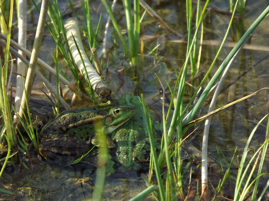 lang erwartete Treffen