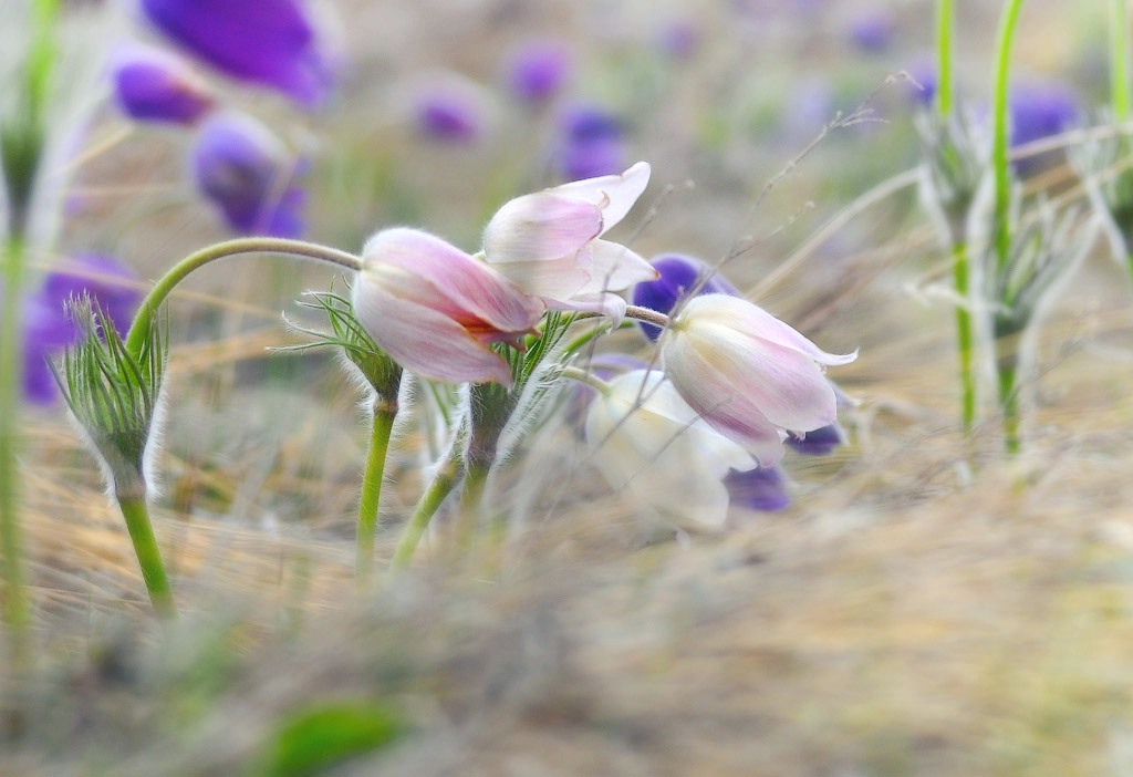 Musik des Frühlings.