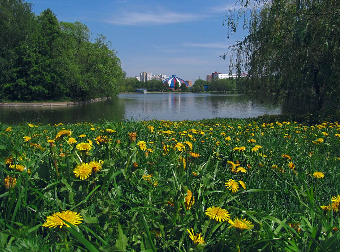 Zeitpunkt der Blüte Löwenzahn