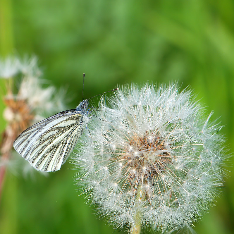 Die Prinzessin und der Ball