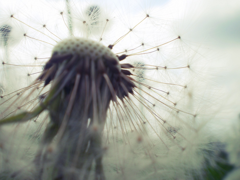 die Stimmung der Falschen