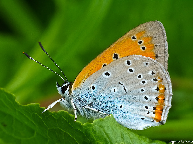Tscherwonez ungepaarten