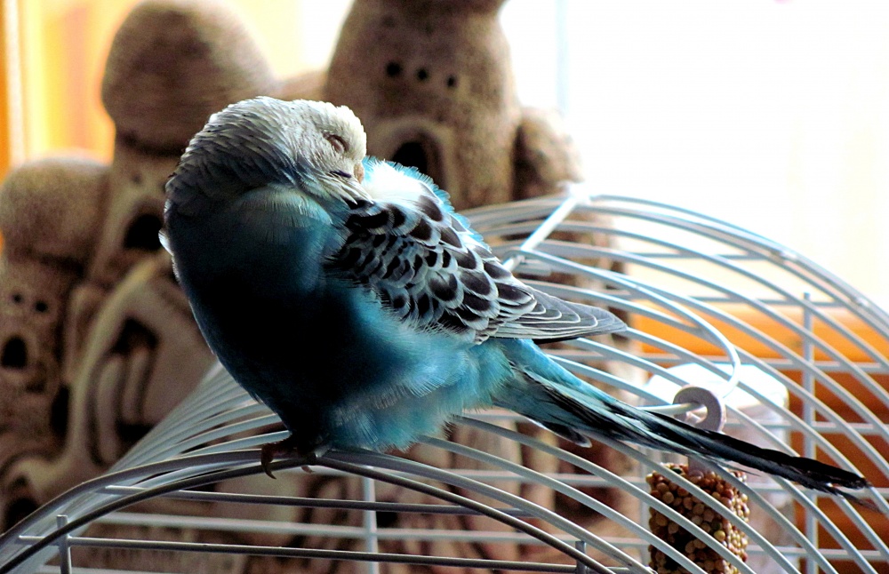 budgerigar
