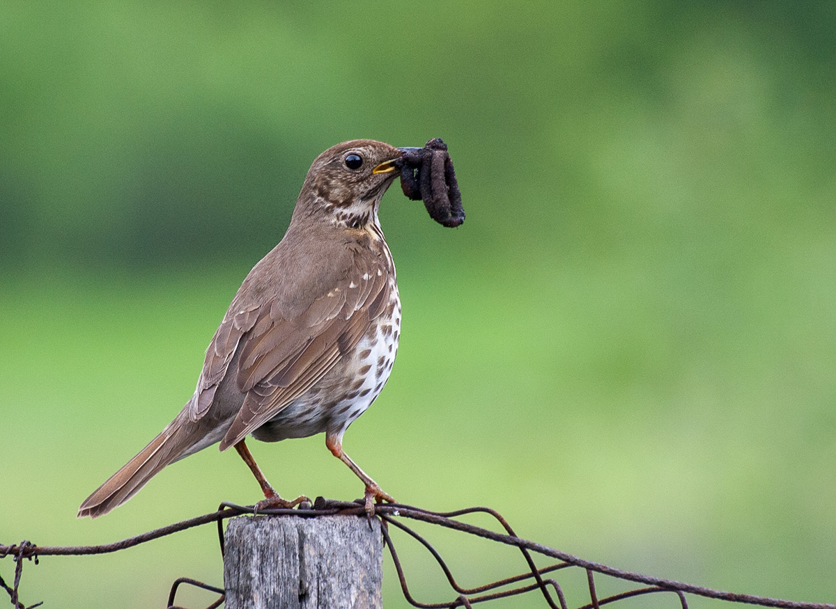 Lass mich in Ruhe zu essen