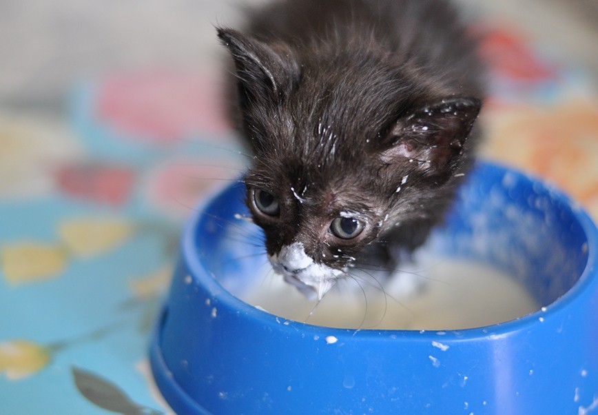 Kleine "Schwein" ....