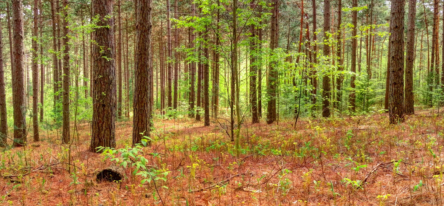 Spring Forest Ganaraska