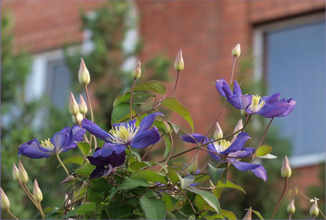 Lila Clematis