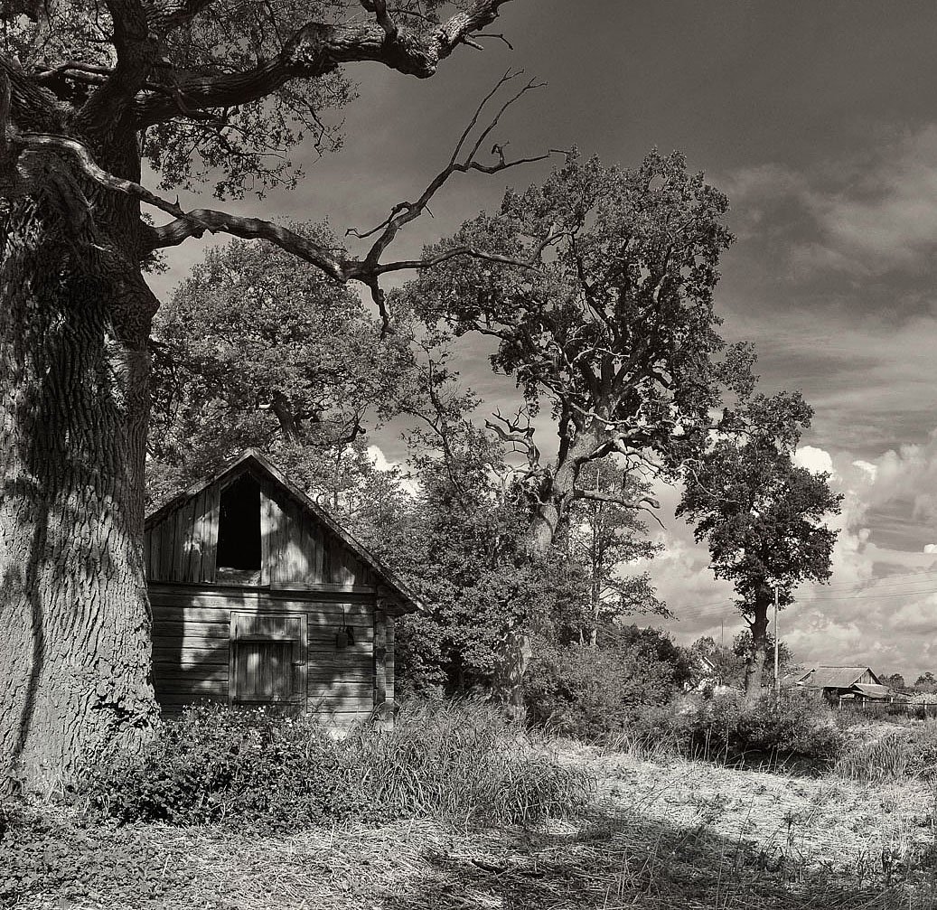 etwa drei Eichen ...