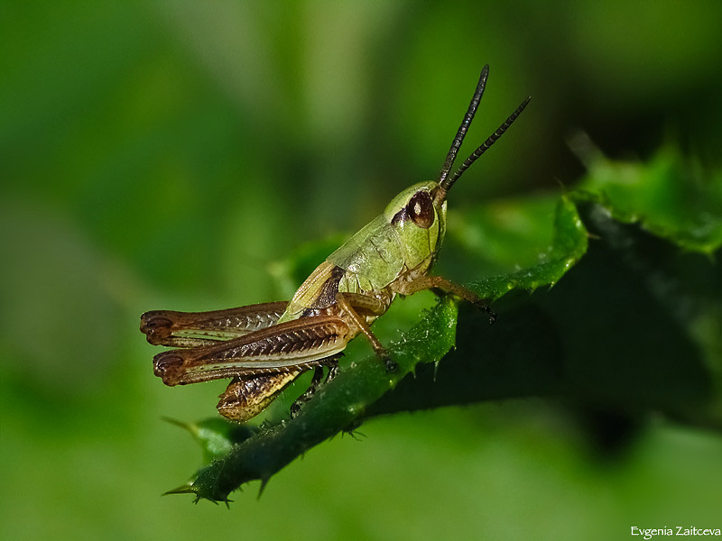 Grasshopper Nymphe