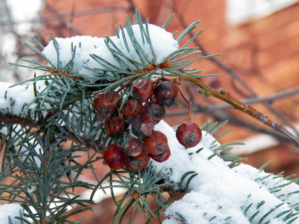 Rowan im Schnee