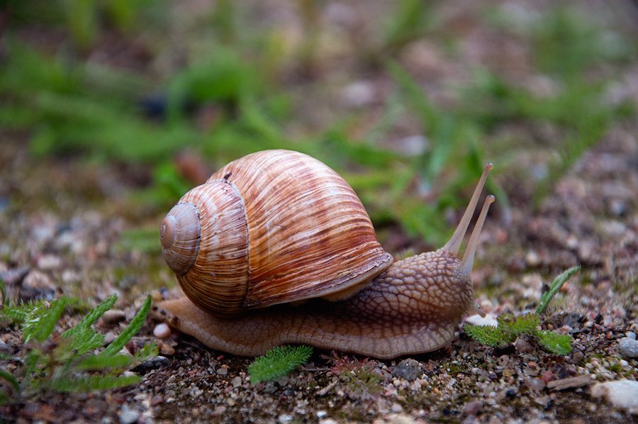 Schnecke