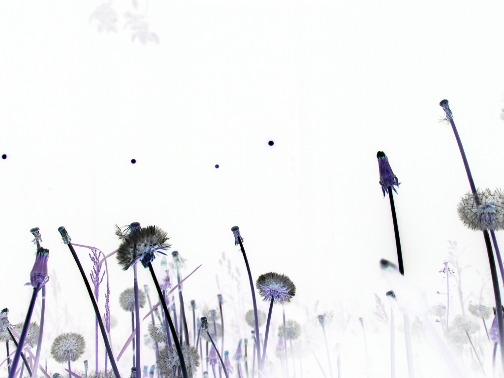 Night spring flowers