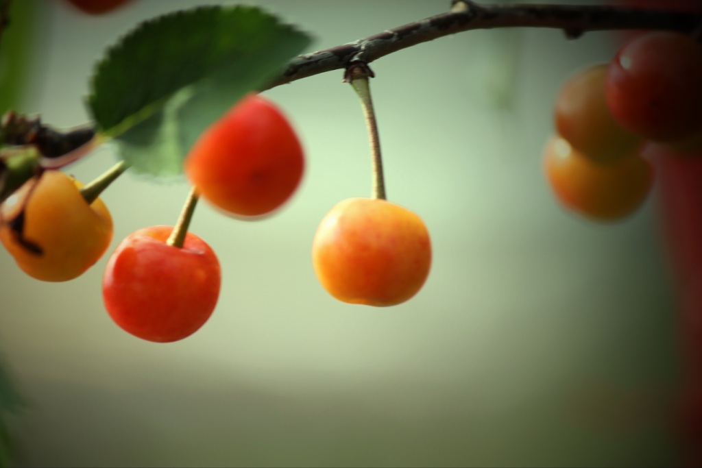 Vor Sonnenuntergang .....