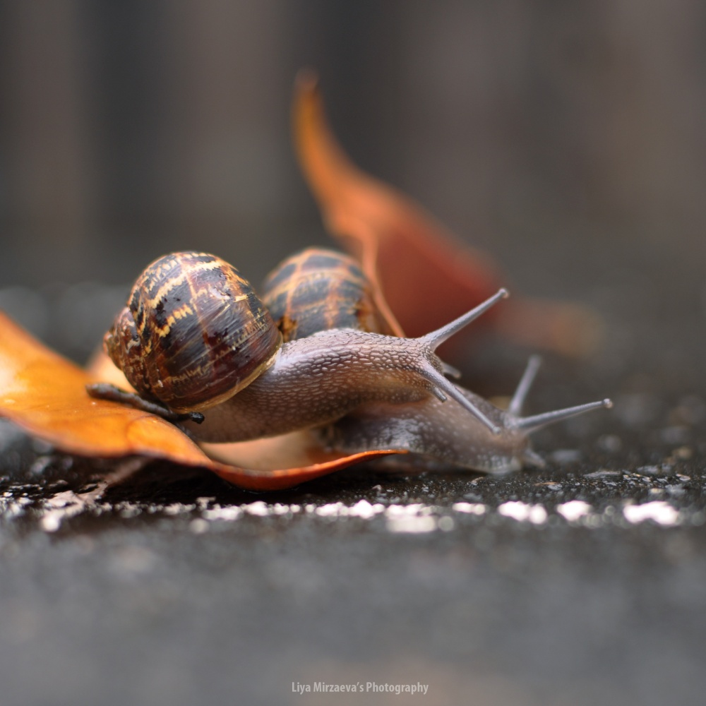 Snail Love