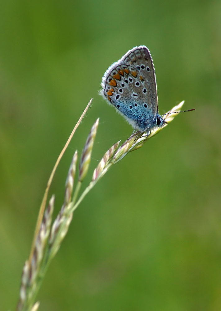 Kupfer-Schmetterling