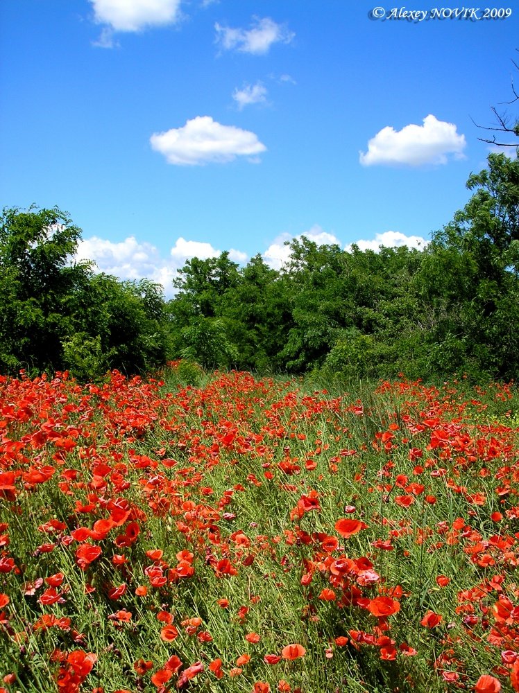 Sie träumen von einem Angriff .....