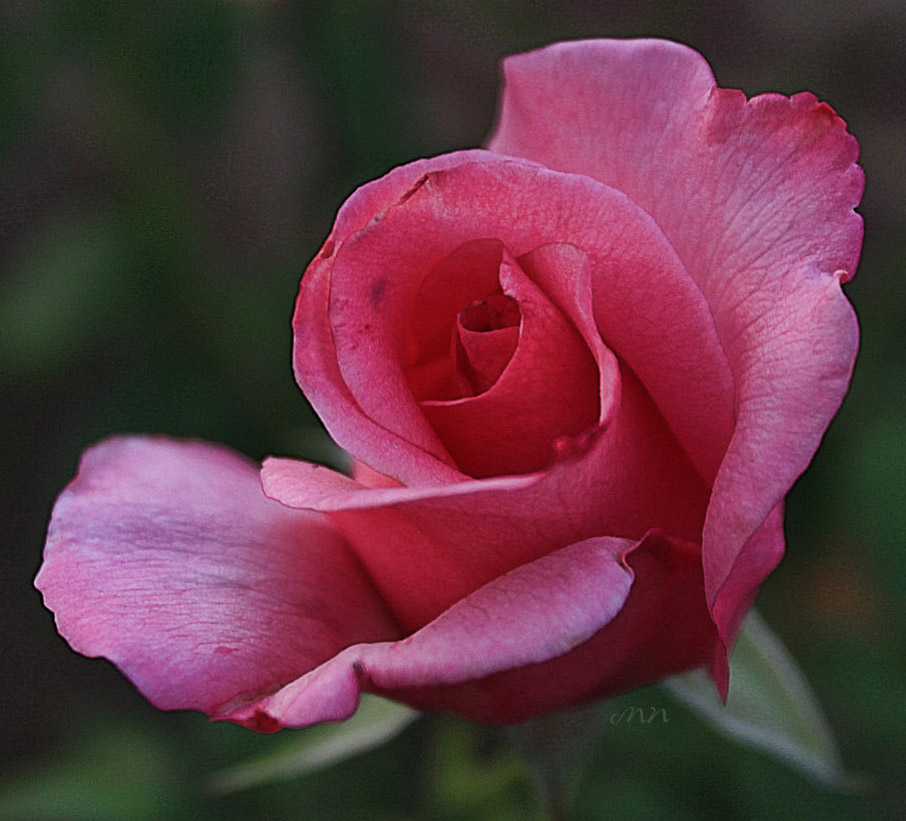 Am Tag der Russland!