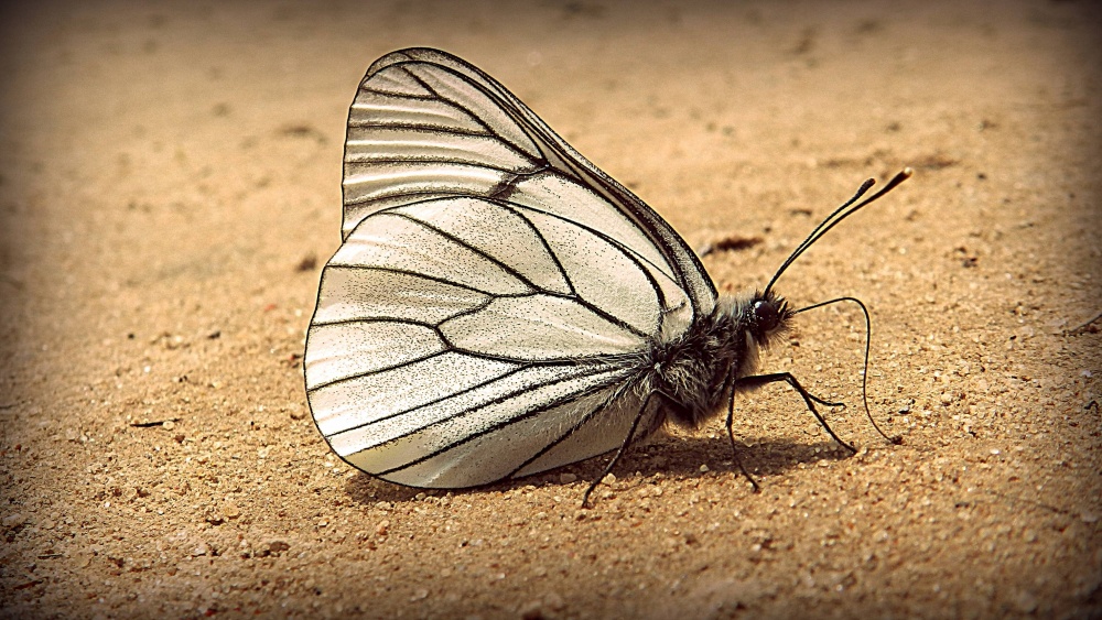 Der Schmetterling meiner Träume ...