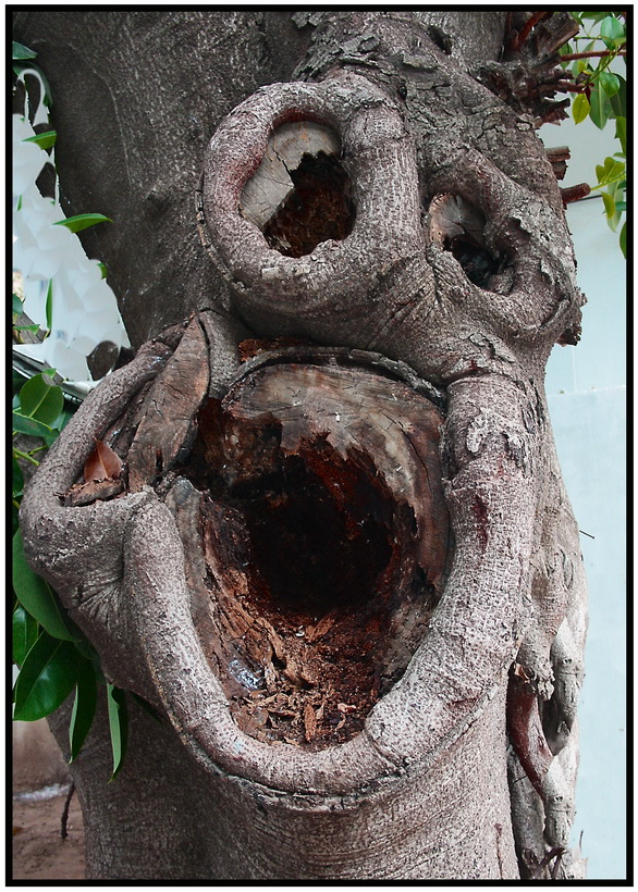 Ein Lächeln der Natur