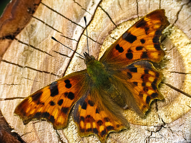 Uglokrylnitsa C-Weiß