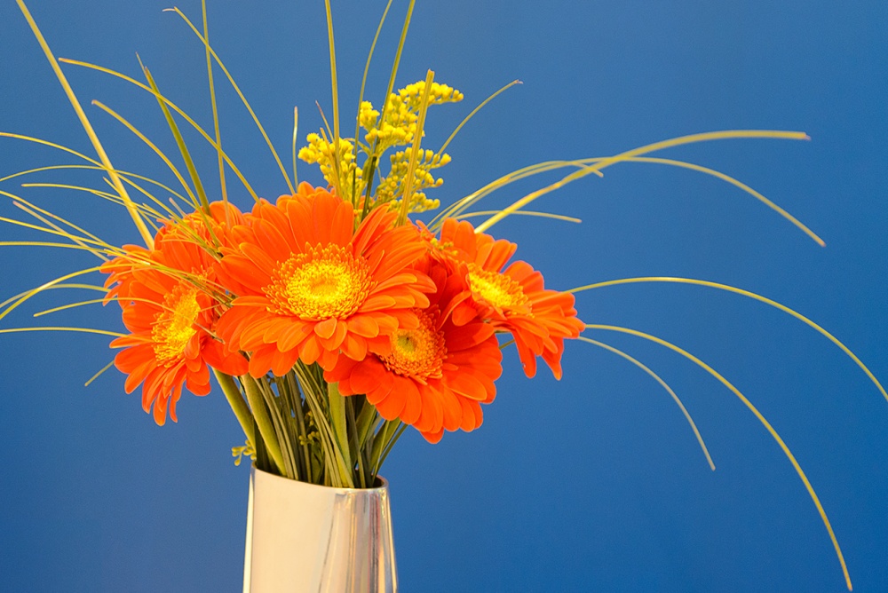 Blumenstrauß aus Gerbera.