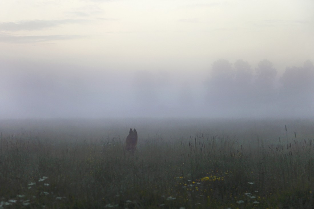 "Hündchen im Nebel"