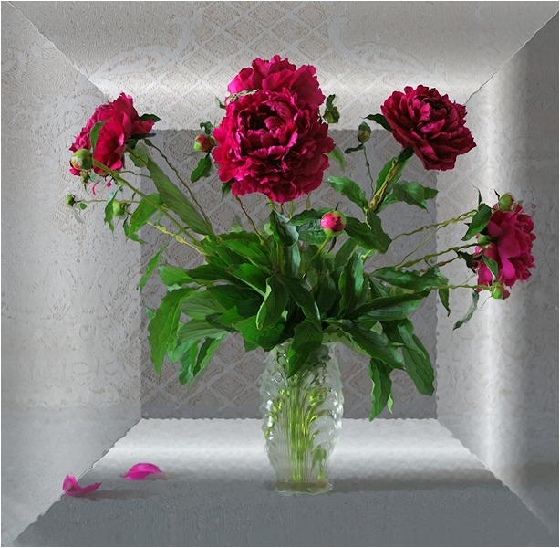 Studium der Pfingstrosen