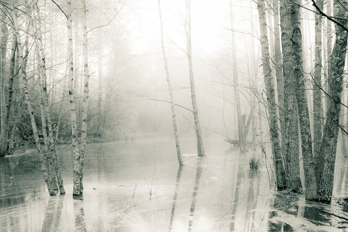 Water&Forest IV