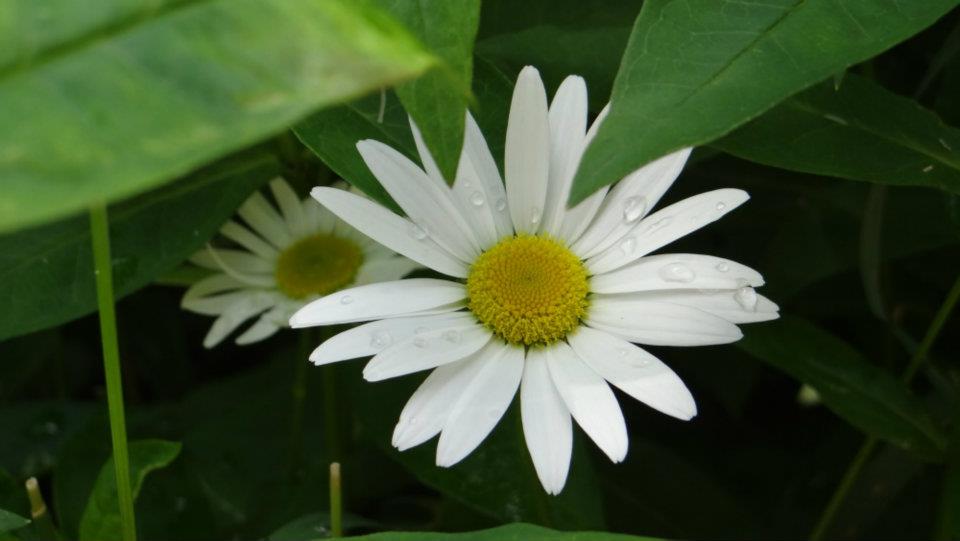 Erstellt von Tau auf den weißen Blütenblättern