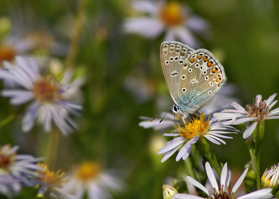 Kupfer-Schmetterling