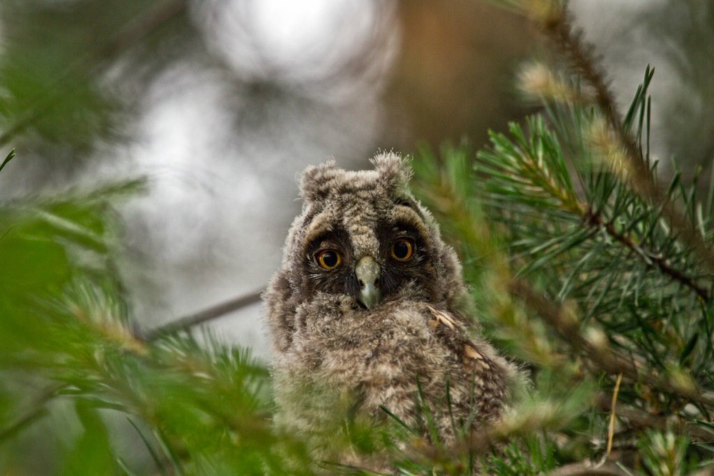 Owlet