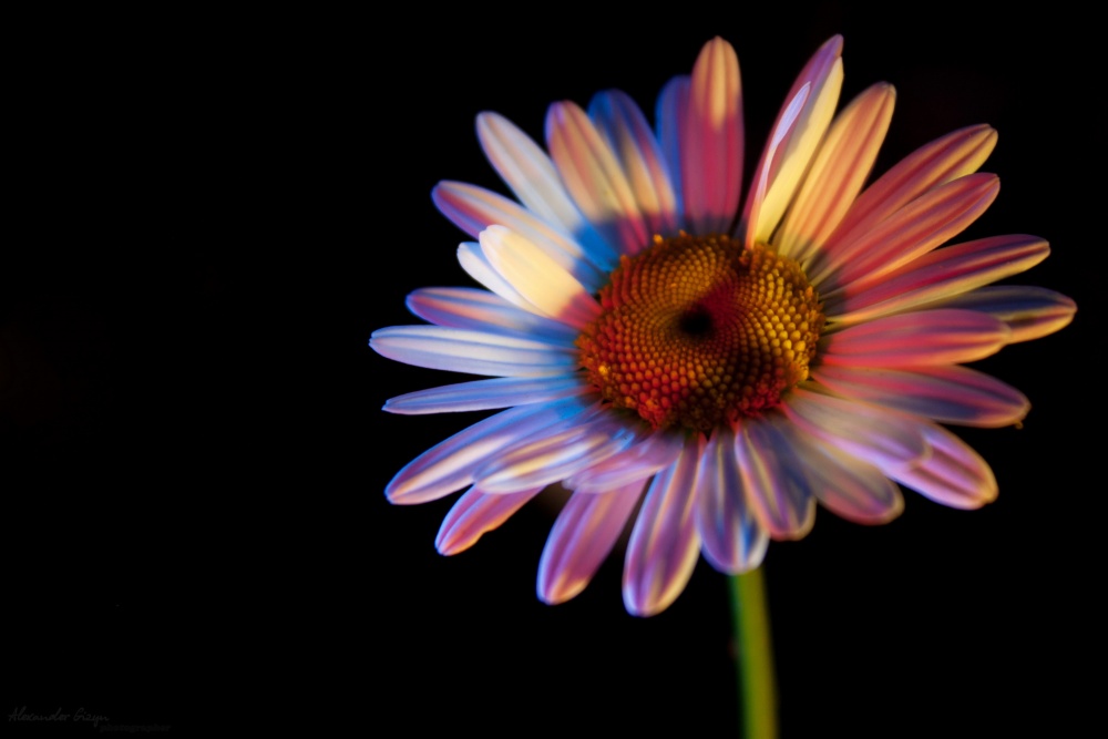 Fly Fly Blütenblatt