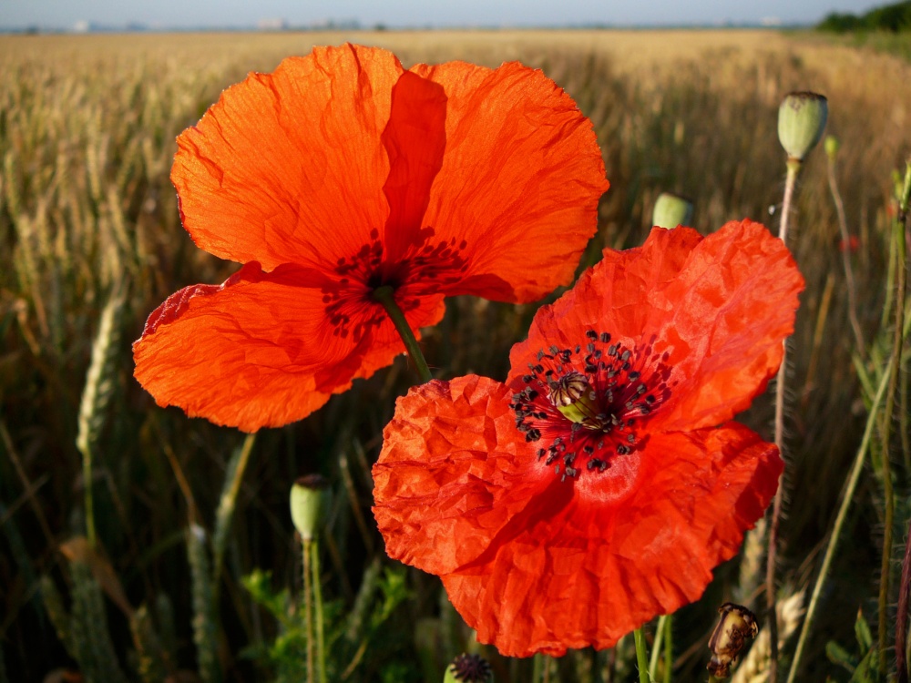 Papier, Sommer, püriert ...