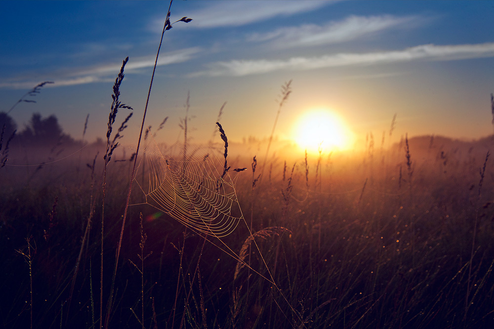 Begrüßung der Morgendämmerung, oder einen Drachen aus dem Web