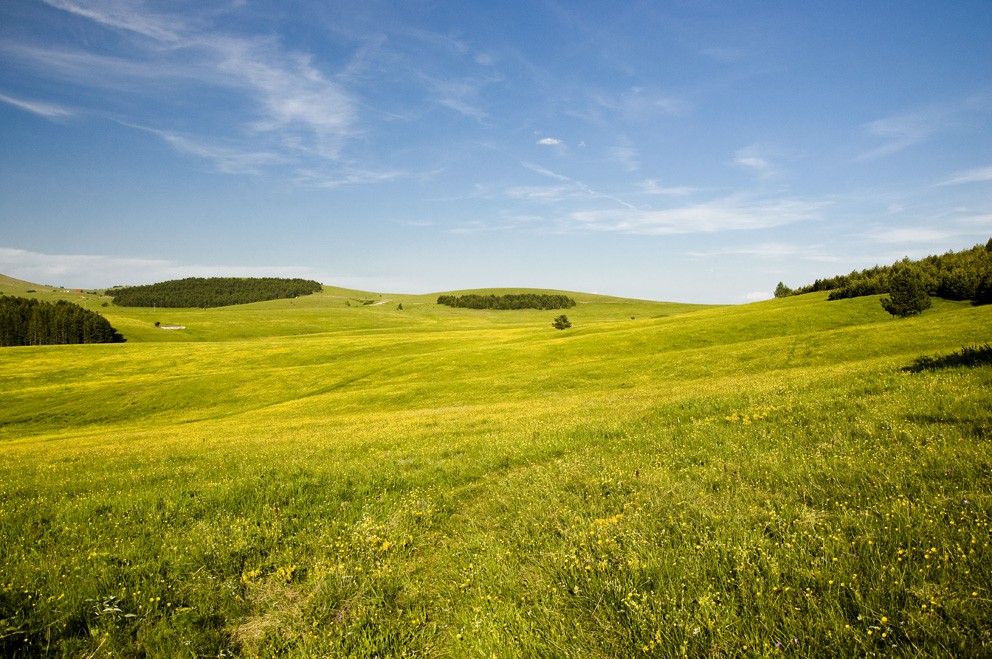 Blossom des Feldes. ***